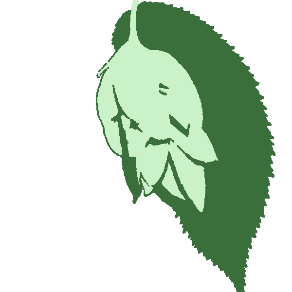 A green and white American Hophornbeam