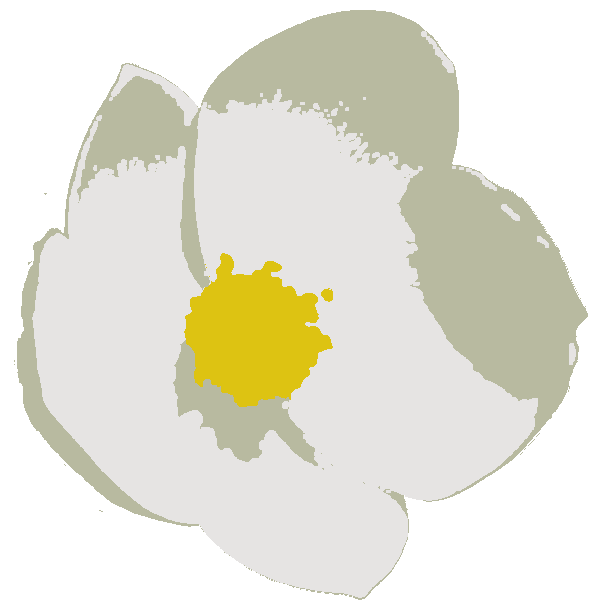 A white Canadian Anemone flower with a yellow pistil. 