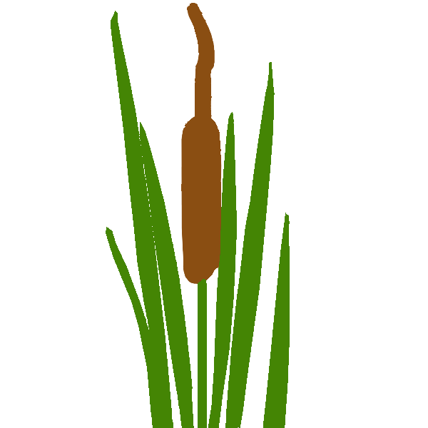 A green and brown cattail.